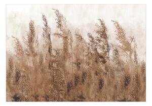 Fototapeta vysoké steblá trávy v hnedých odtieňoch - Tall Grasses