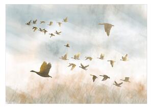 Fototapeta prelet vtákov - Golden Geese