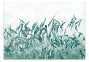Fototapeta modré klasy pšenice - Blue Ears of Wheat