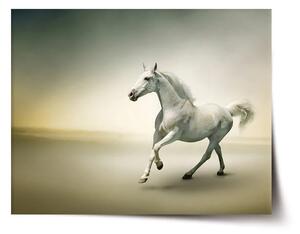 Sablio Plagát Biely kôň 2 - 60x40 cm