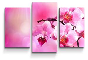 Sablio Obraz - 3-dílný Květy Orchidey - 75x50 cm