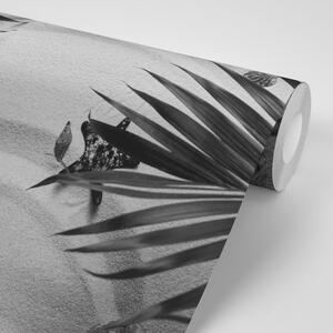 Fototapeta čiernobiele mušle pod palmovými listam
