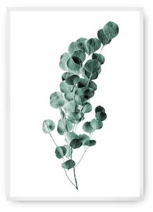 Plagát Eucalyptus Emerald Green