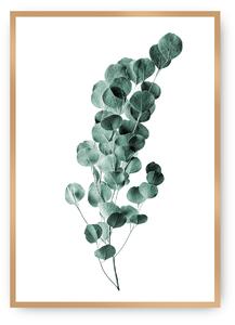 Plagát Eucalyptus Emerald Green