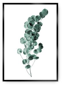 Plagát Eucalyptus Emerald Green