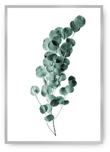 Plagát Eucalyptus Emerald Green