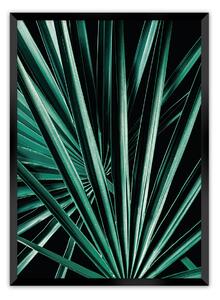 Plagát Dark Palm Tree