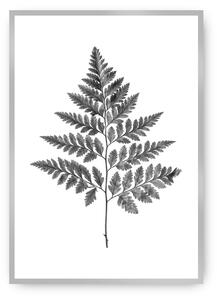Plagát Fern Grey