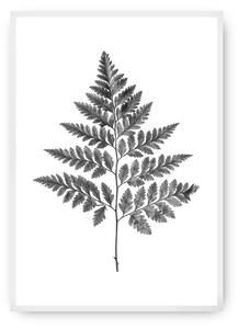 Plagát Fern Grey