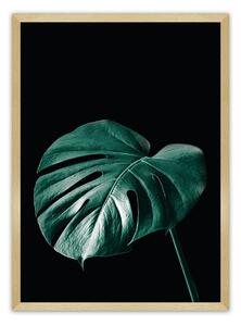 Plagát Dark Monstera