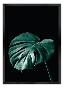 Plagát Dark Monstera