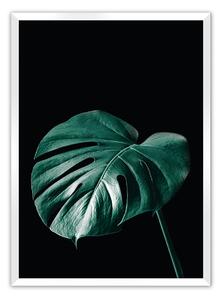 Plagát Dark Monstera