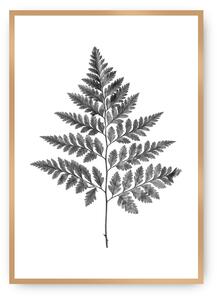 Plagát Fern Grey