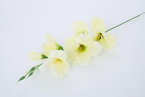 Umelé kvety GLADIOLA krémová