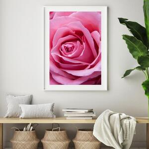 Plagát - Ružová ruža (A4)