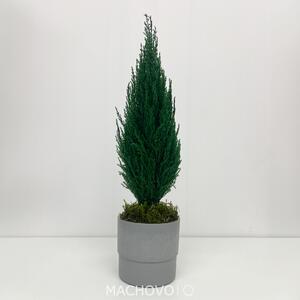 Tuja stabilizovaná - šedý kvetináč - 50-60cm