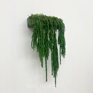 Rastlinná dekorácia na stenu - vodopád Amaranthus