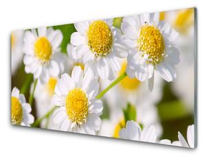 Sklenený obklad Do kuchyne Kvety sedmokráska príroda 125x50 cm