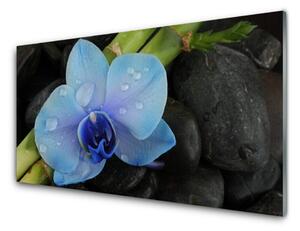 Nástenný panel  Kvet kamene rastlina 100x50 cm