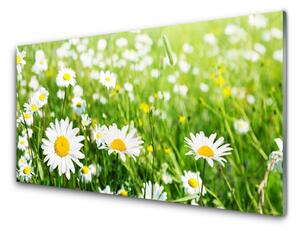 Nástenný panel  Sedmokráska kvet rastlina 125x50 cm