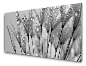 Nástenný panel  Púpava rastlina 100x50 cm