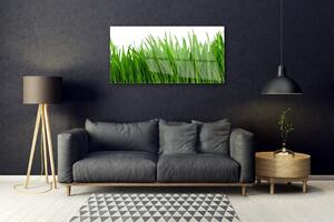 Obraz na skle Tráva rastlina príroda 140x70 cm 2 Prívesky