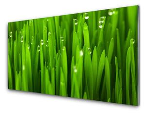 Nástenný panel  Tráva príroda rastlina 100x50 cm