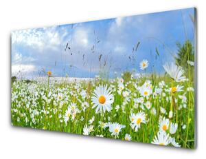 Obraz na skle Lúka sedmokrásky príroda 125x50 cm