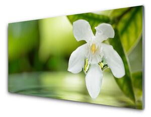Obraz na skle Kvet listy 125x50 cm