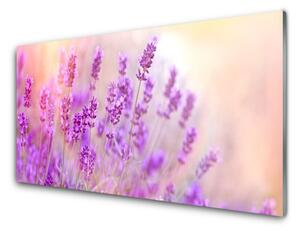 Sklenený obklad Do kuchyne Levanduľovej pole slnko kvety 125x50 cm