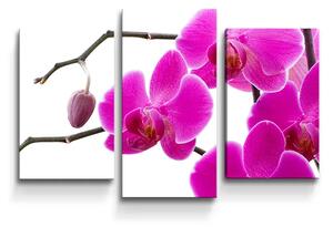 Sablio Obraz - 3-dílný Fialové Orchidey - 75x50 cm
