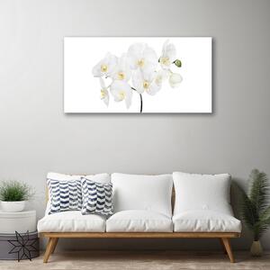Skleneny obraz Biela orchidea kvety 125x50 cm