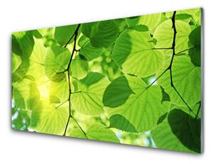 Sklenený obklad Do kuchyne Listy príroda rastlina 100x50 cm
