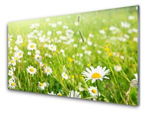 Nástenný panel  Lúka sedmokrásky príroda 125x50 cm