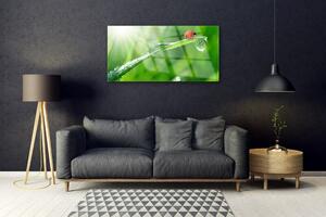 Obraz na skle Tráva lienka príroda 125x50 cm
