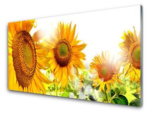 Sklenený obklad Do kuchyne Slnečnica kvet rastlina 100x50 cm