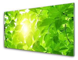 Sklenený obklad Do kuchyne Listy príroda slnko rastlina 100x50 cm