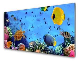 Nástenný panel  Koralový útes ryba príroda 100x50 cm