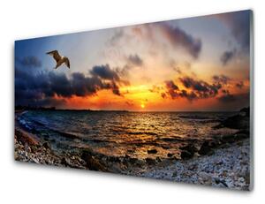 Nástenný panel  Čajka more pláž krajina 100x50 cm