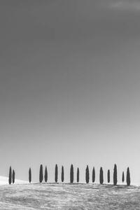 Fotografia Cypress Trees, Tuscany, StephenBridger
