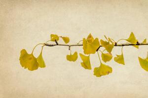 Fotografia Ginkgo biloba branch and leaves in autumn, Vicente Méndez, (40 x 26.7 cm)