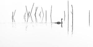 Fotografia Silhouette of Swan swimming through fish, RelaxFoto.de, (40 x 22.5 cm)