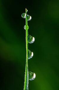 Fotografia Drops of dew, japedro