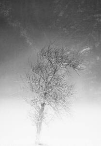 Fotografia the tree and frozen soil in black and white, Alessandro Pianalto