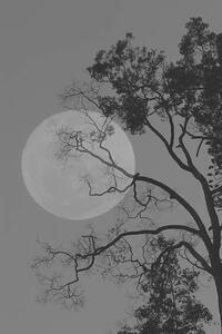 Fotografia Tree and the moon, bochimsang, (26.7 x 40 cm)