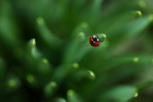 Fotografia Ladybug, Sanja Baljkas, (40 x 26.7 cm)