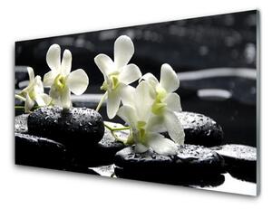 Obraz na akrylátovom skle Kvet kamene rastlina 120x60 cm 2 Prívesky