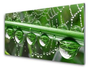Nástenný panel  Pavučina kvapka rastlina 100x50 cm