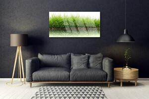 Obraz na skle Tráva príroda rastlina 120x60 cm 2 Prívesky