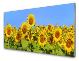 Nástenný panel  Slnečnica kvet rastlina 100x50 cm